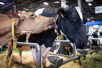 Cowspiracy: The Sustainability Secret