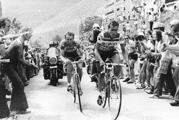 Nederlandse stamvader Zoetemelk