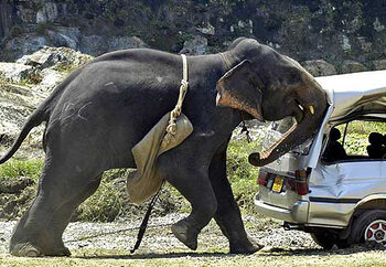 Éléphant