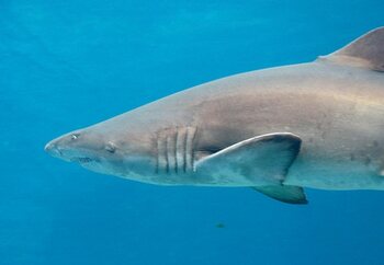 3 jour règle datant réservoir de requin
