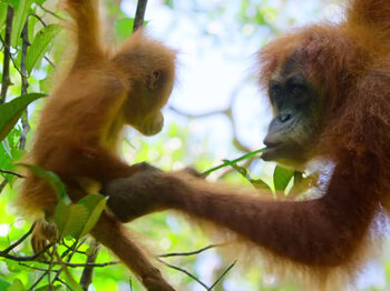 Siverback Films et la WWF