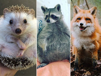 Ces animaux sont de véritables stars sur Instagram