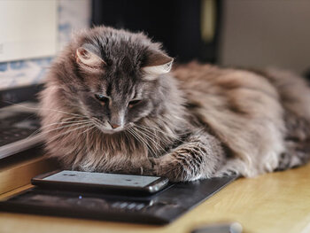 L’influence de la technologie sur la vie des chats