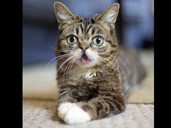 iamlilbub - 1,6 million d’abonnés