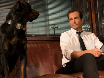 Top 5: 4. Show Dogs