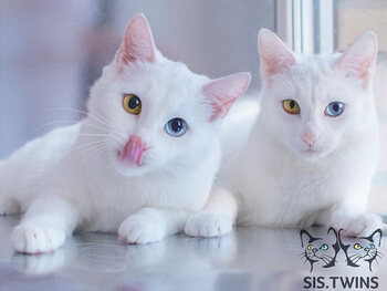 sis.twins – 119 000 abonnés