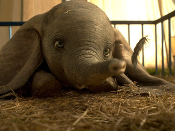 Dumbo