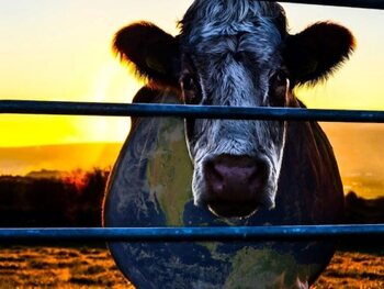Cowspiracy : vous ne regarderez plus votre steak de la même manière