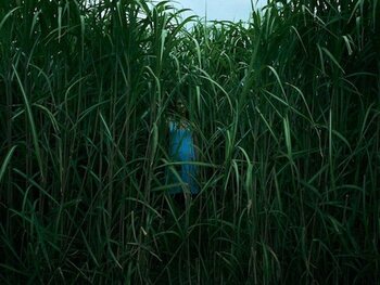 In the Tall Grass