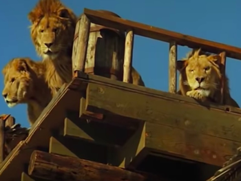 Roar - 11 ans