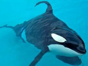 Blackfish