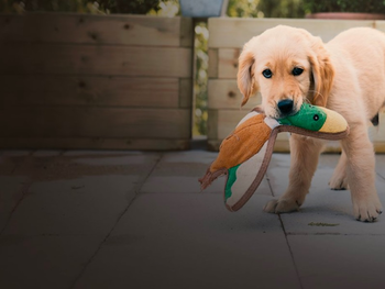 Une vie de chiot sur RTBF