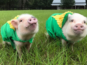 Priscilla et Poppleton les cochons – 673 000 abonnés