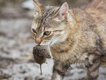 Chasseur