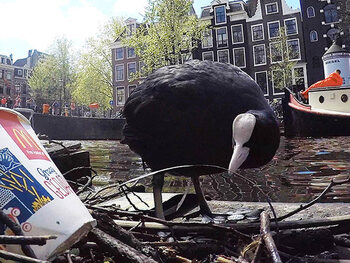 De Wilde Stad