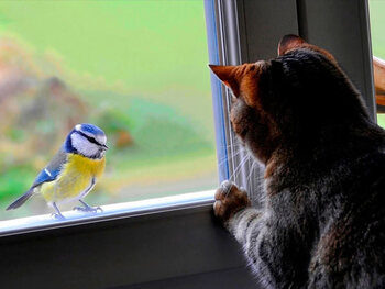 Observation des oiseaux