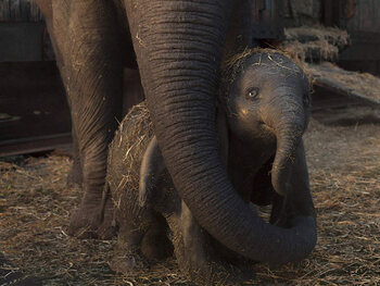 Top-5 meest bezochte films in de bioscoop deze week
