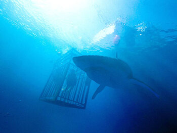 47 meters down: Uncaged