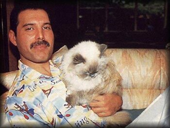 Amoureux des chats