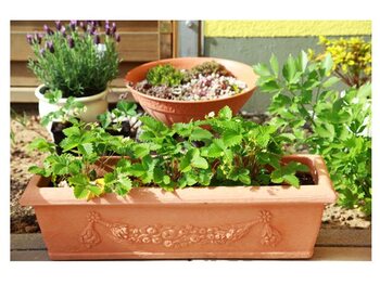 Des herbes aromatiques