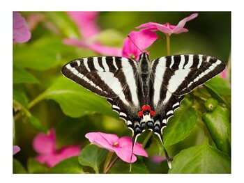 Papillons