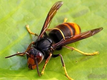 Une Guepe Asiatique Geante Menace Les Abeilles Belges