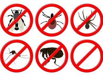 10 middeltjes om insecten buiten te houden