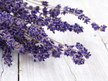 Lavendel