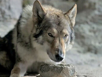 Alpha