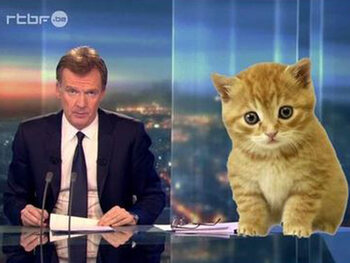 Cats Of Brussels L Humour Belge Desamorce Le Terrorisme