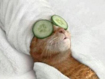 Cats Of Brussels L Humour Belge Desamorce Le Terrorisme