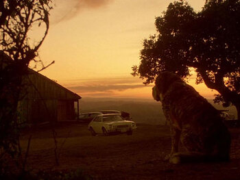 Cujo