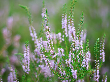 10 plantes aux couleurs automnales