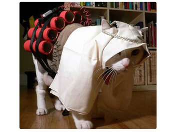 Cats Of Brussels L Humour Belge Desamorce Le Terrorisme