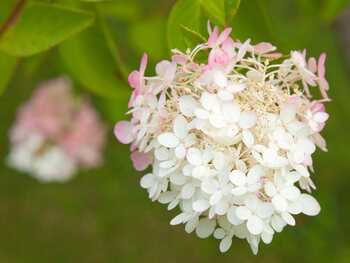 Les hortensias panicules