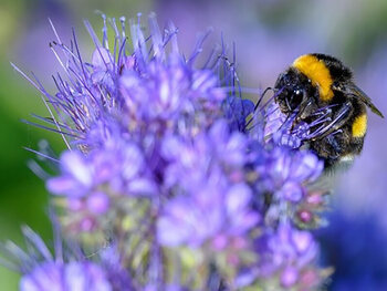 "Sauvegarder les abeilles"