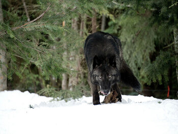 Le territoire des loups
