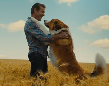 A Dog's Journey