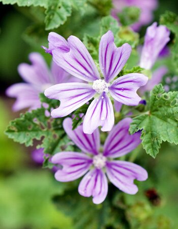 Les grandes mauves